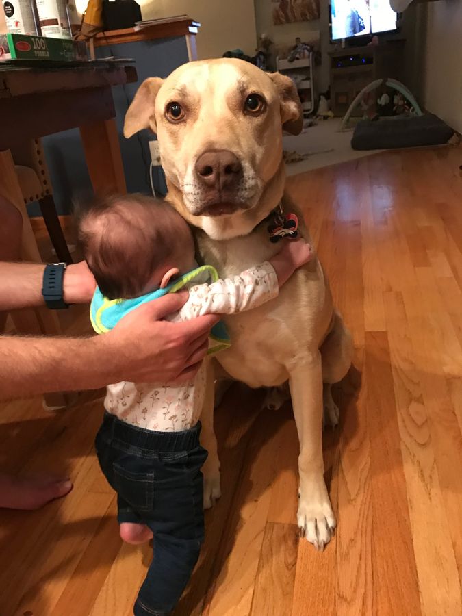 A baby giving the family dog a big hug