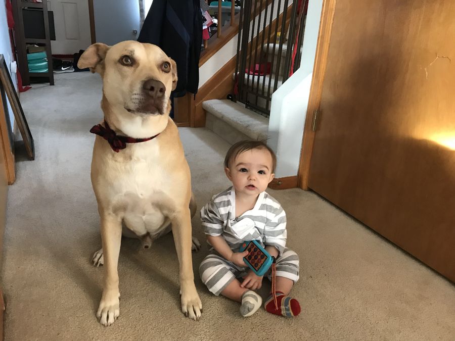 A big golden dog sitting next to a baby on the carpet